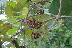 Ampelocissus tomentosa